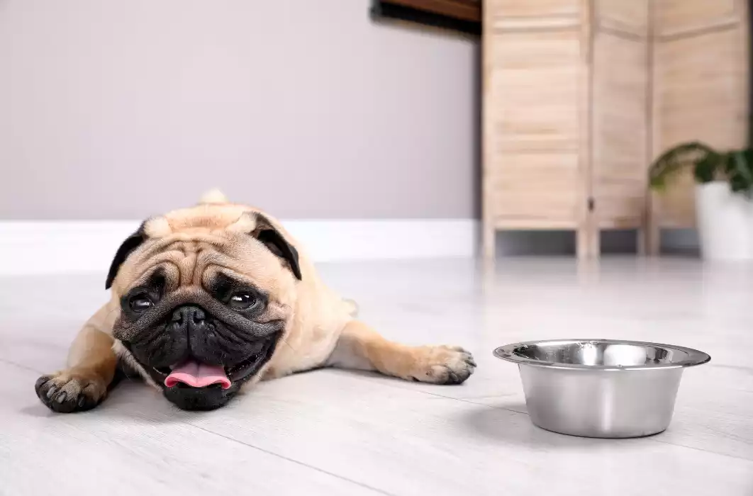 Come proteggere il cane dal caldo in vacanza