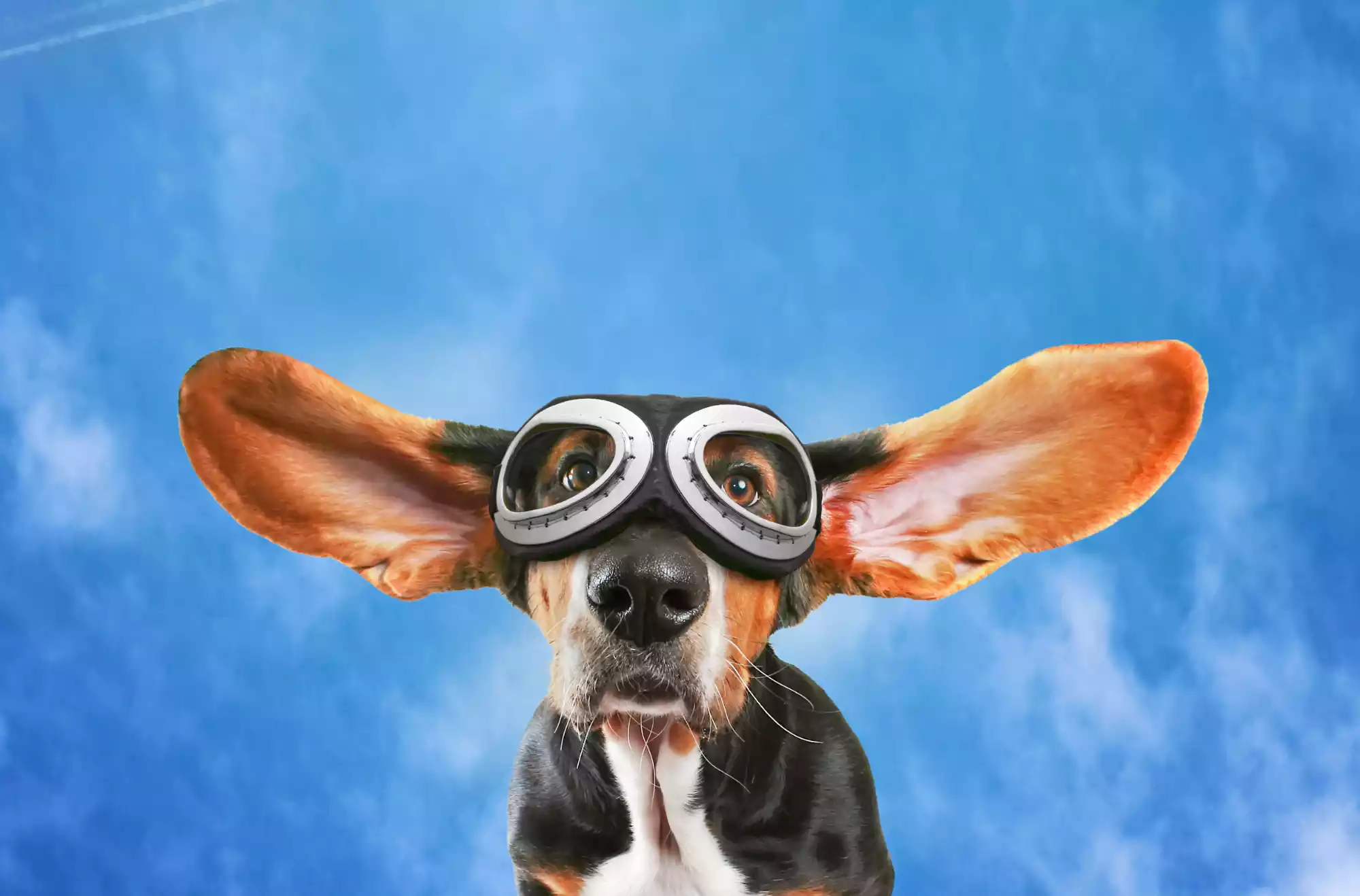 Animali in aereo: nuove regole ENAC per il trasporto in cabina
