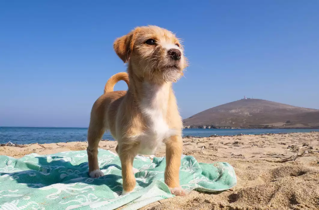 Spiagge per cani in Italia: spiagge libere e regole per l&rsquo;estate 2026