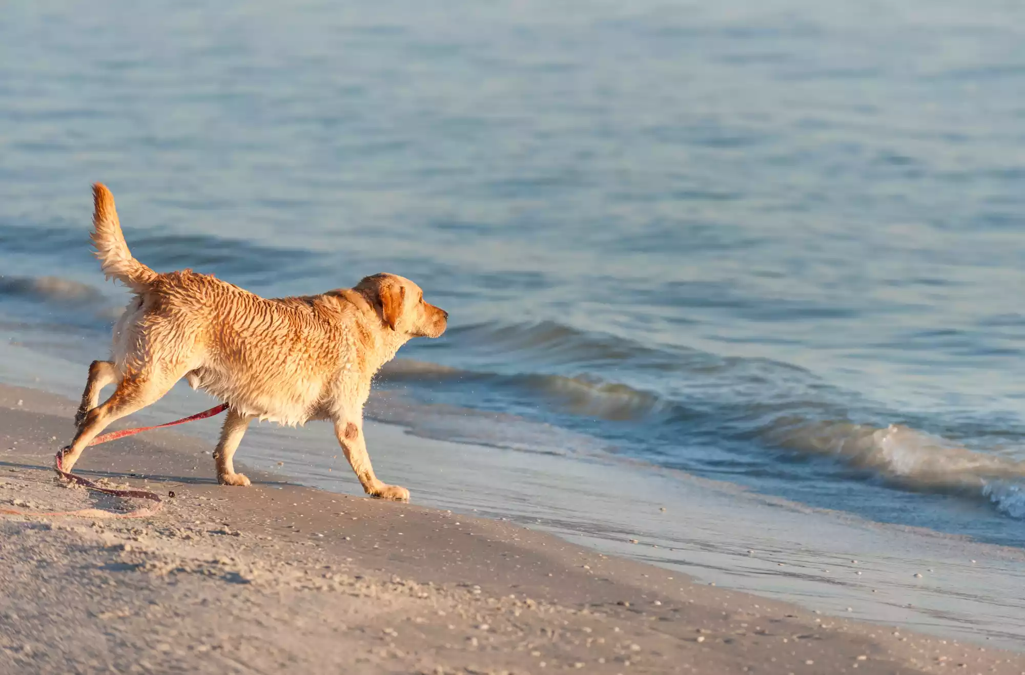 Sisina Beach spiaggia pet-friendly a Torre Canne