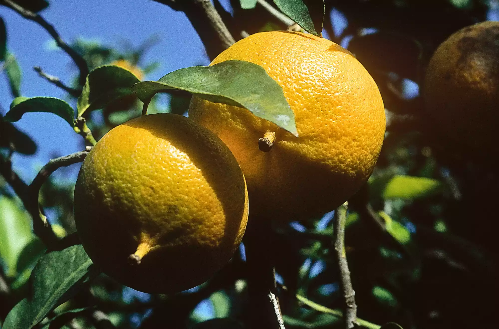 Frutti di bergamotto maturi su un albero in Calabria, con foglie verdi e cielo azzurro sullo sfondo