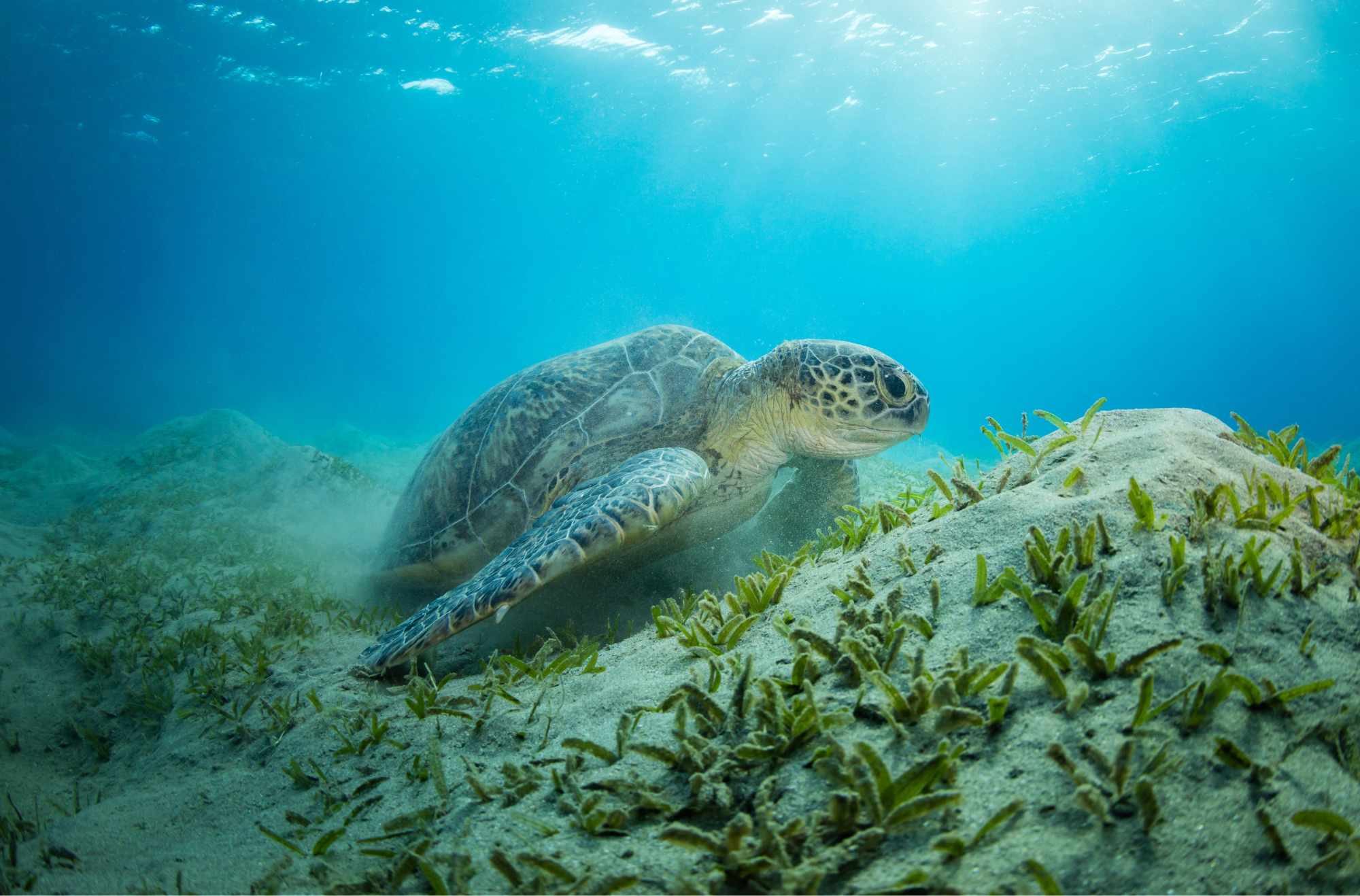 tartaruga a marsa alam
