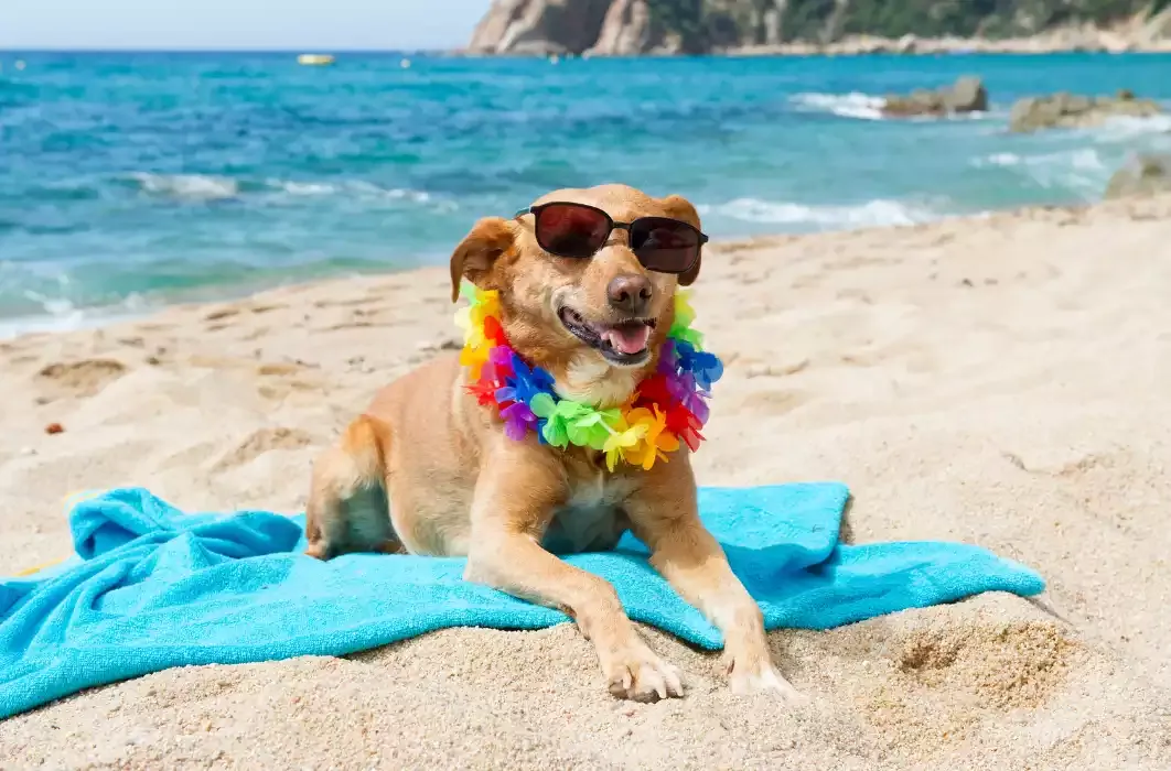 Cosa portare in spiaggia con il cane