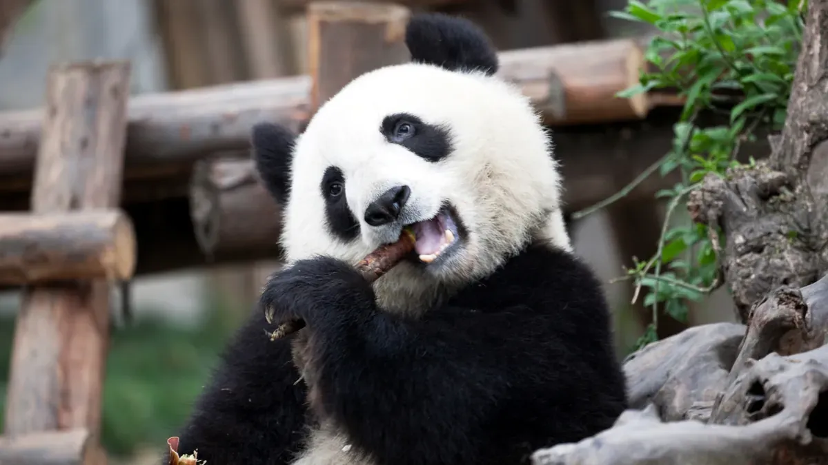 Panda gigante a Chengdu in Cina