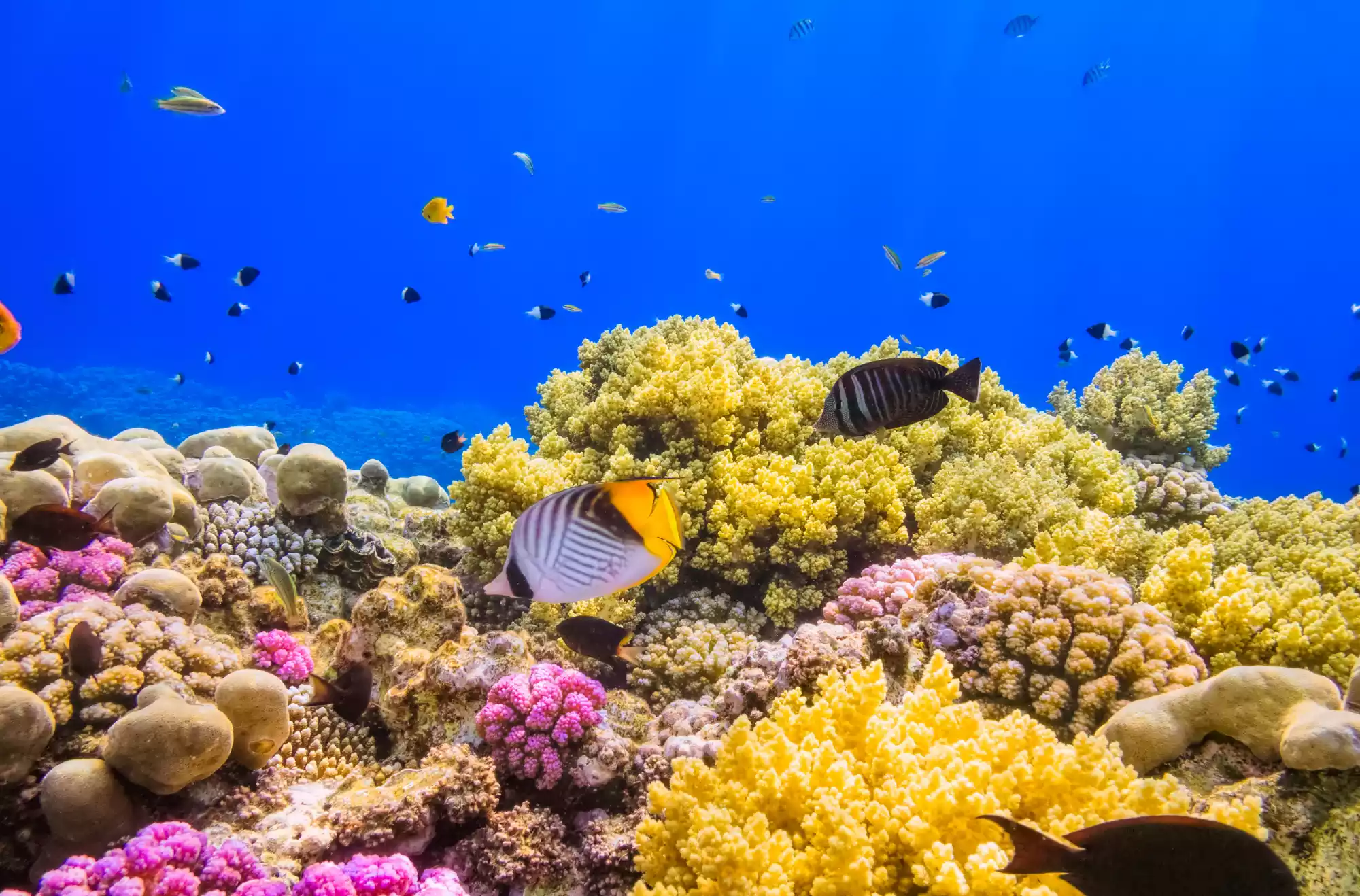 marsa alam