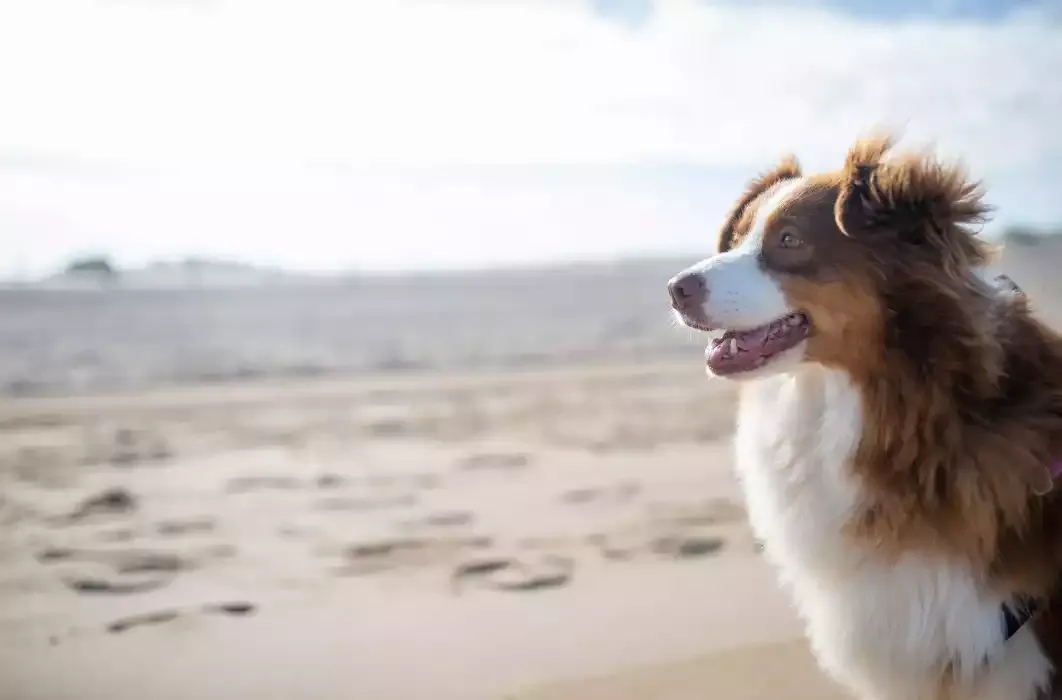 Cane sulla spiaggia durante una vacanza al mare