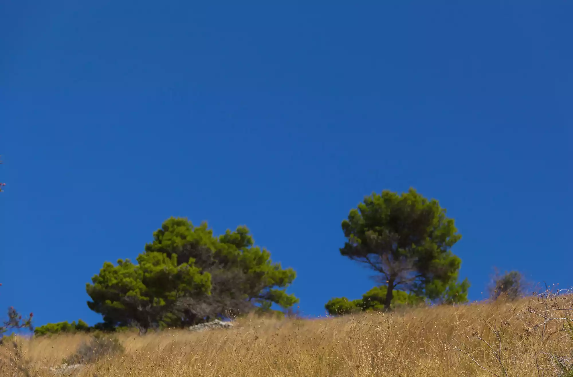 colline in Puglia, panorama tipico della Foresta Umbra, tra le cose da fare consigliate vicino la spiaggia di Pizzomunno