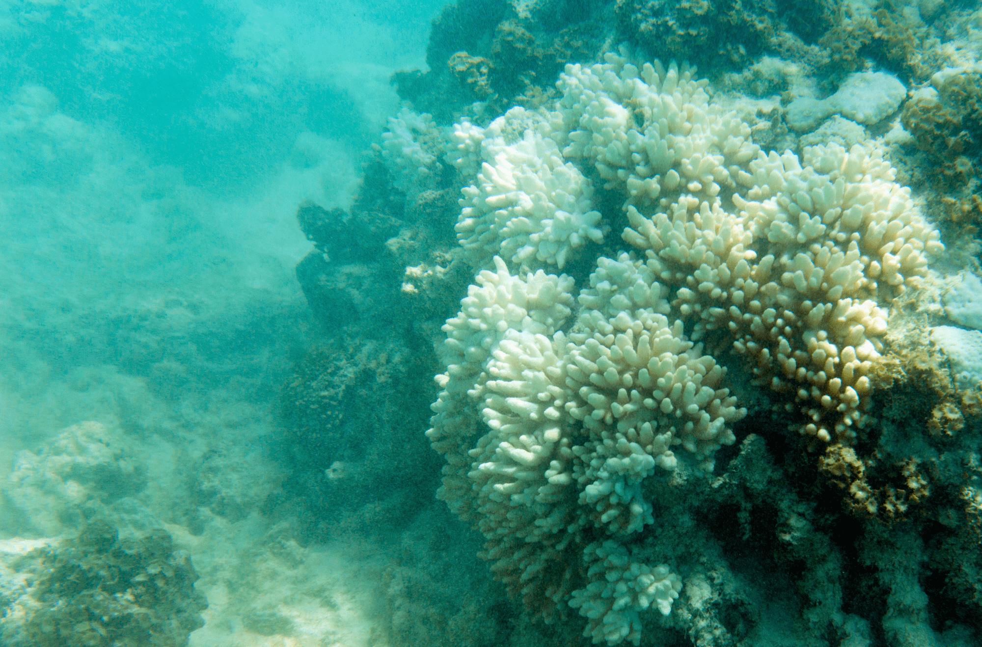 Seychelles - barriera corallina