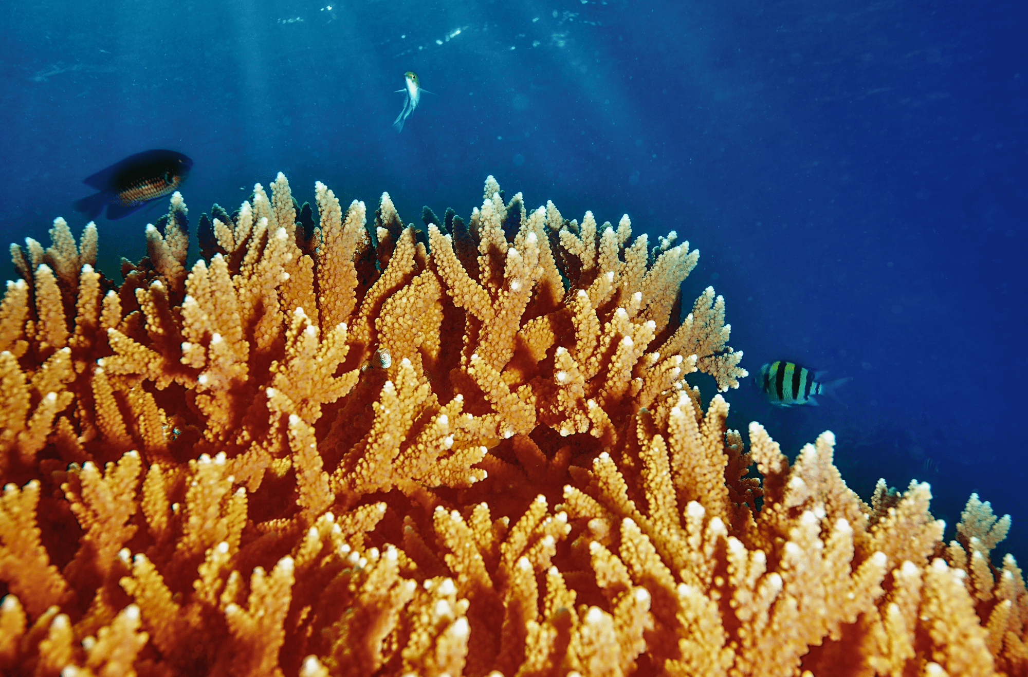 Maldive - barriera corallina