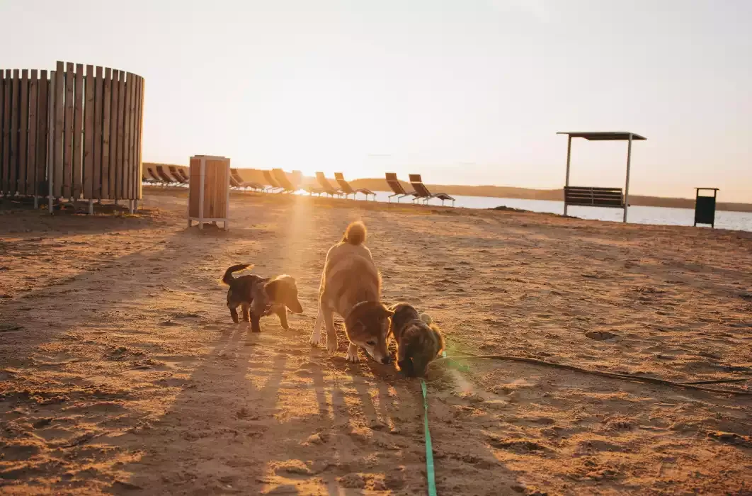 Cane in una Dog Beach di un villaggio Pet Friendly