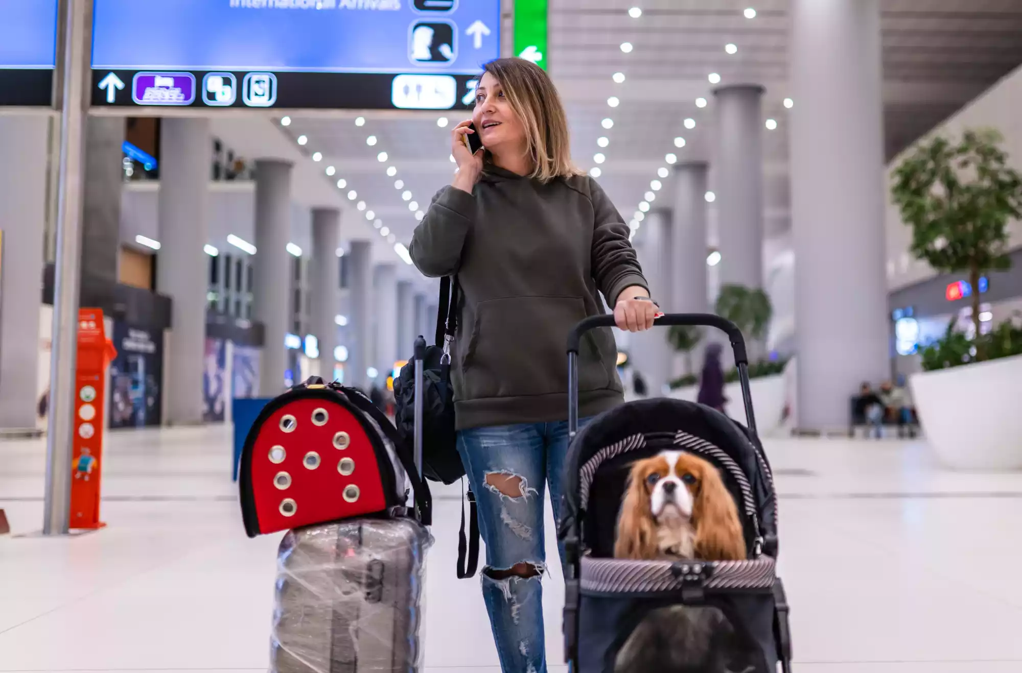 compagnie-aeree-pet-friendly