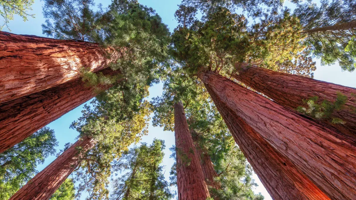 Sequoie giganti nel Sequoia National Park in California