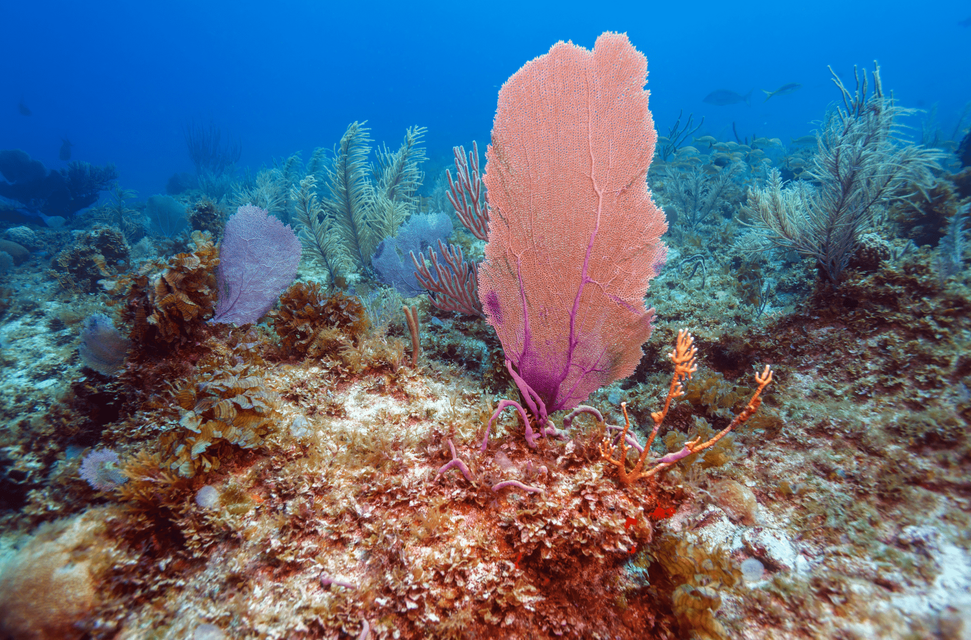Cuba - barriera corallina