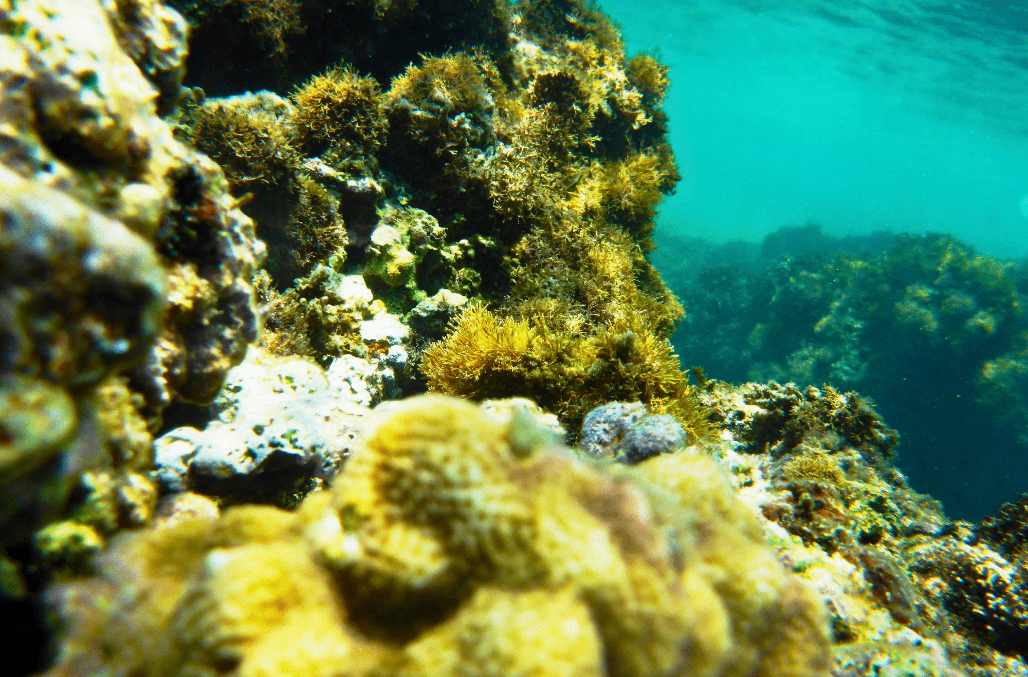 Giamaica - barriera corallina