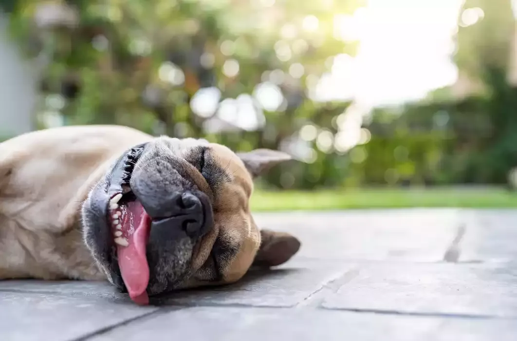 Sintomi del colpo di calore nel cane