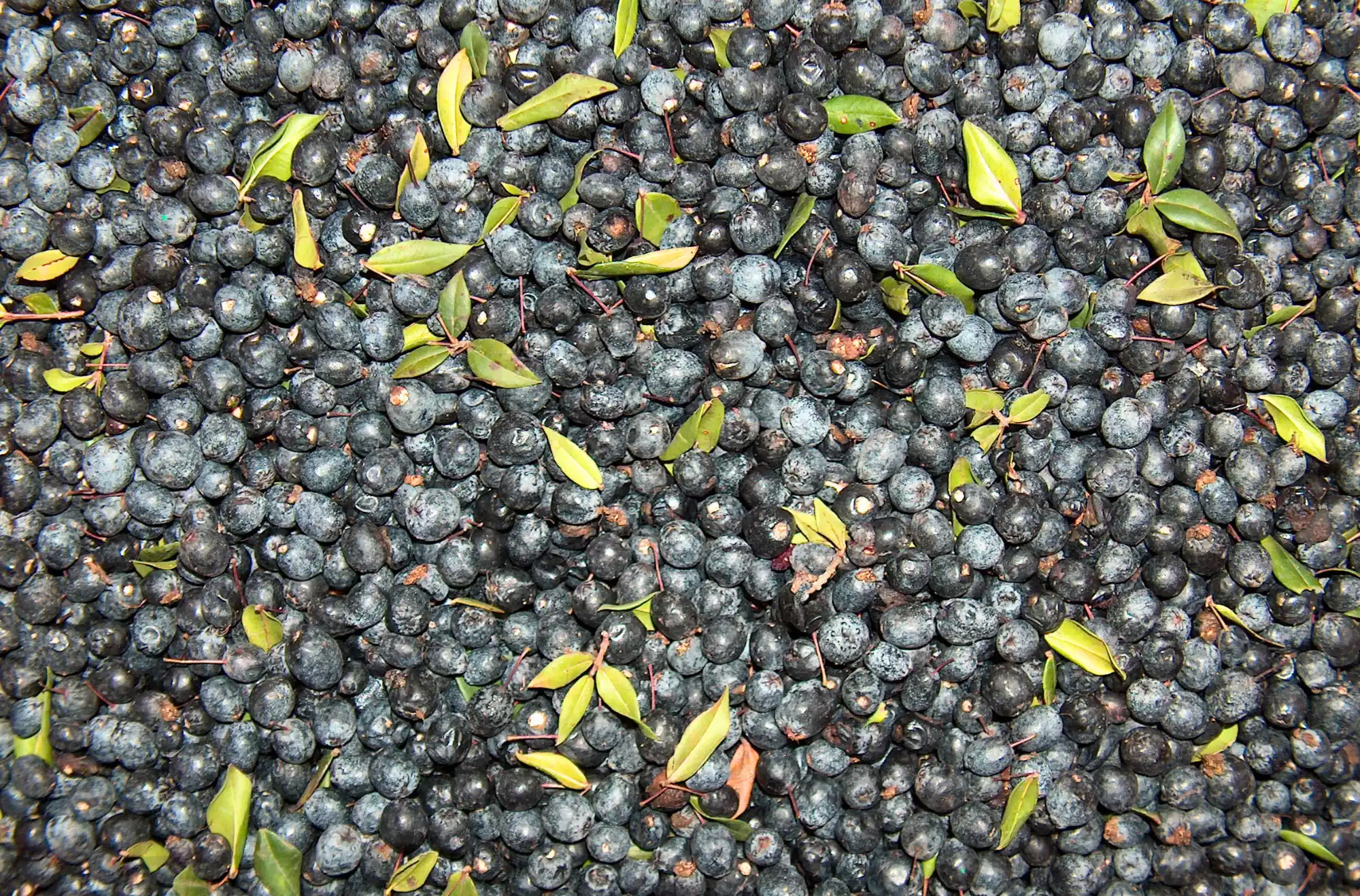 Bacche di mirto raccolte per produrre il liquore tipico (Sagra del Mirto a Telti)