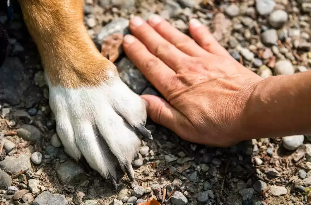 Cane che cammina sull’asfalto caldo con rischio per le zampe