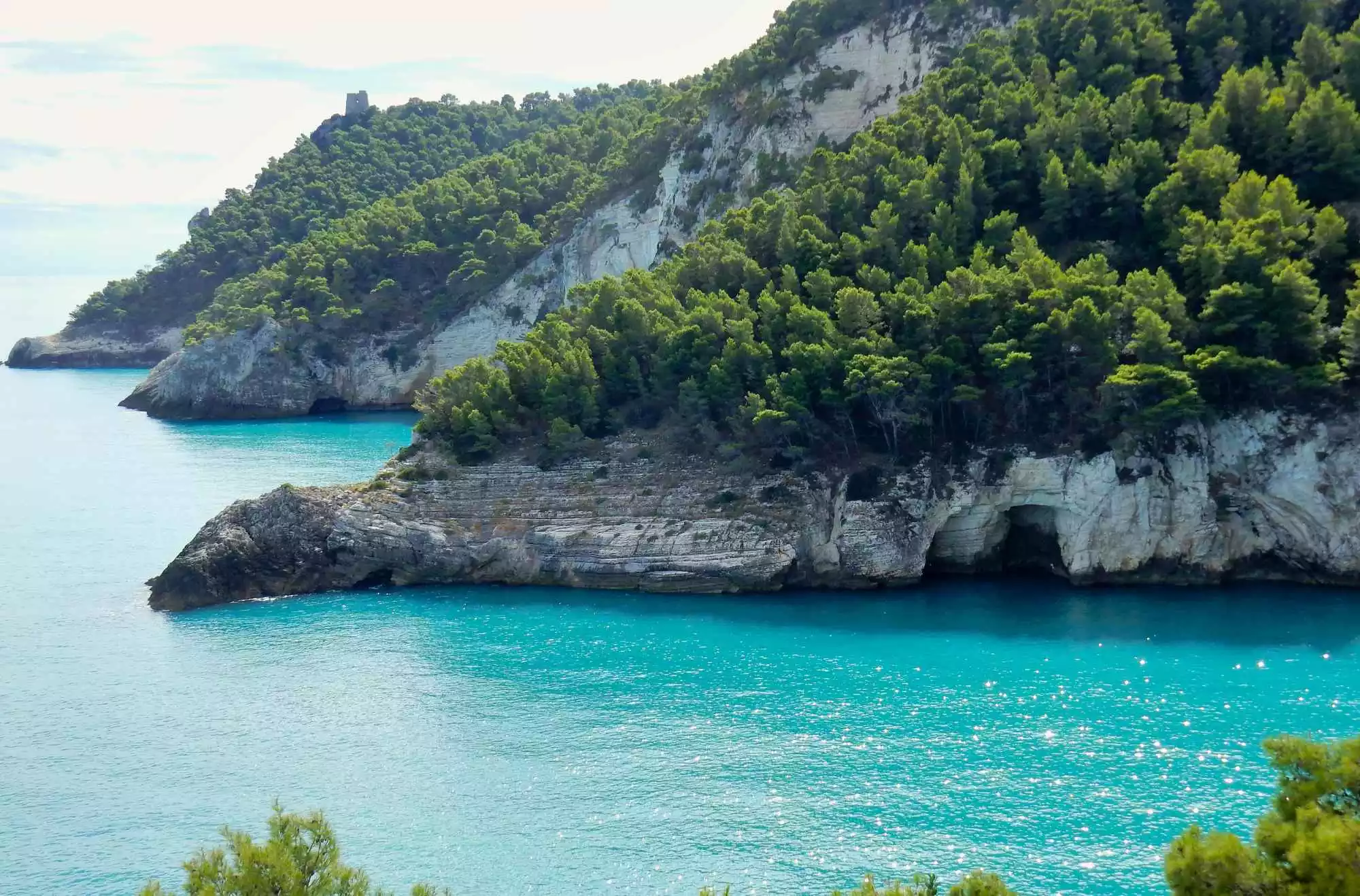 Cala della Sanguinara con pineta di Pini d’Aleppo e grotte a Vieste