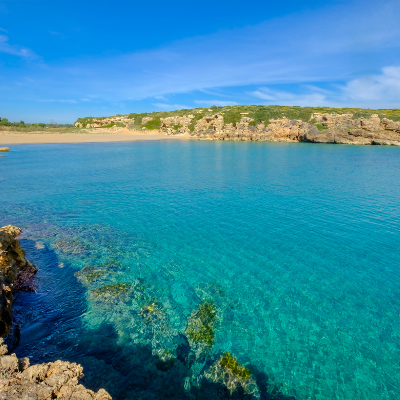 cala-mosche