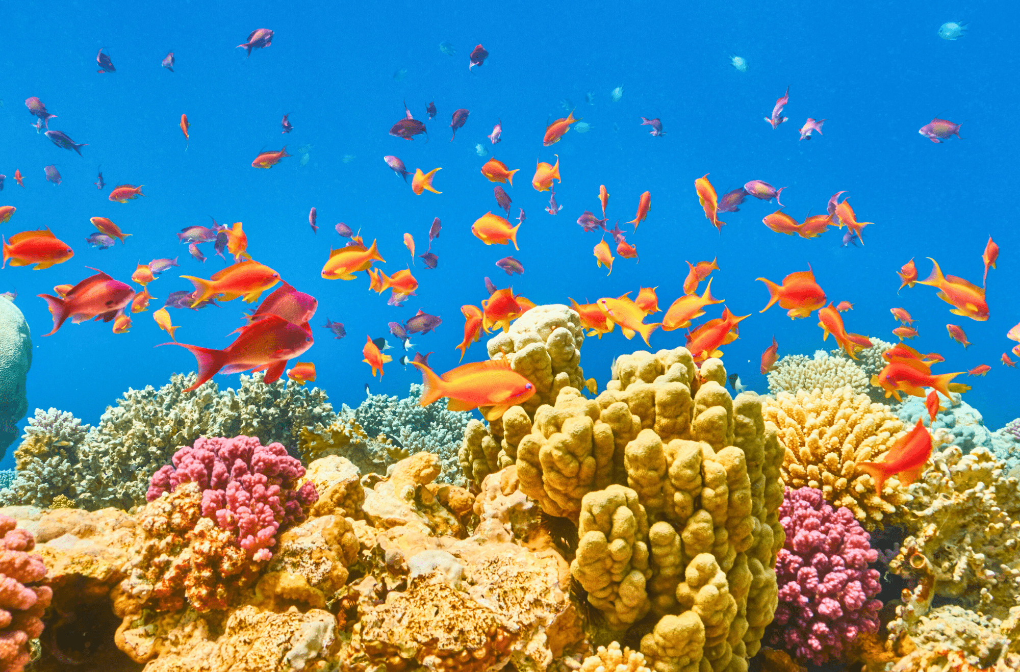 Mar Rosso - barriera corallina