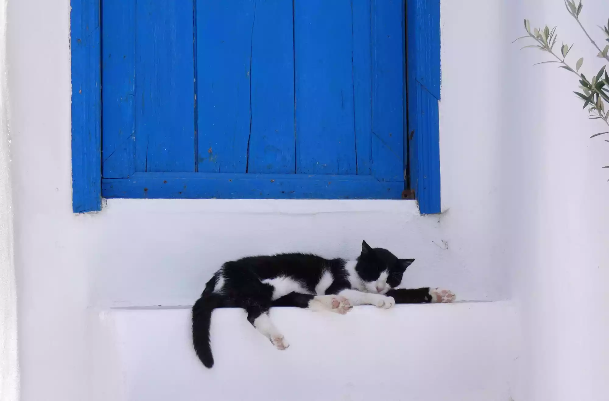 gatti-a-creta