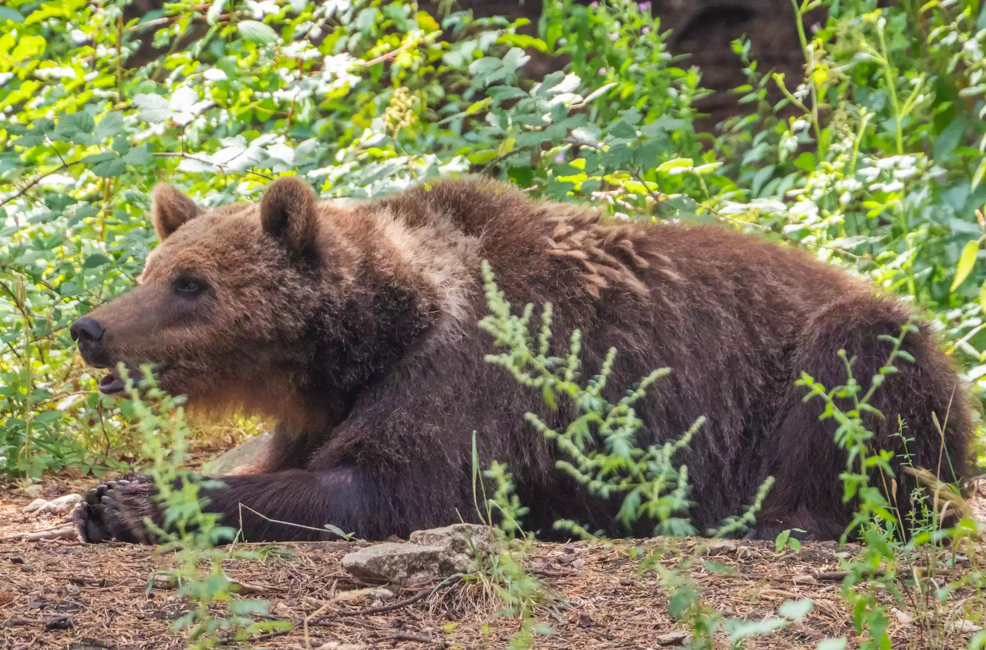 immagine di orsi nel parco nazionale della Majella in Abruzzo