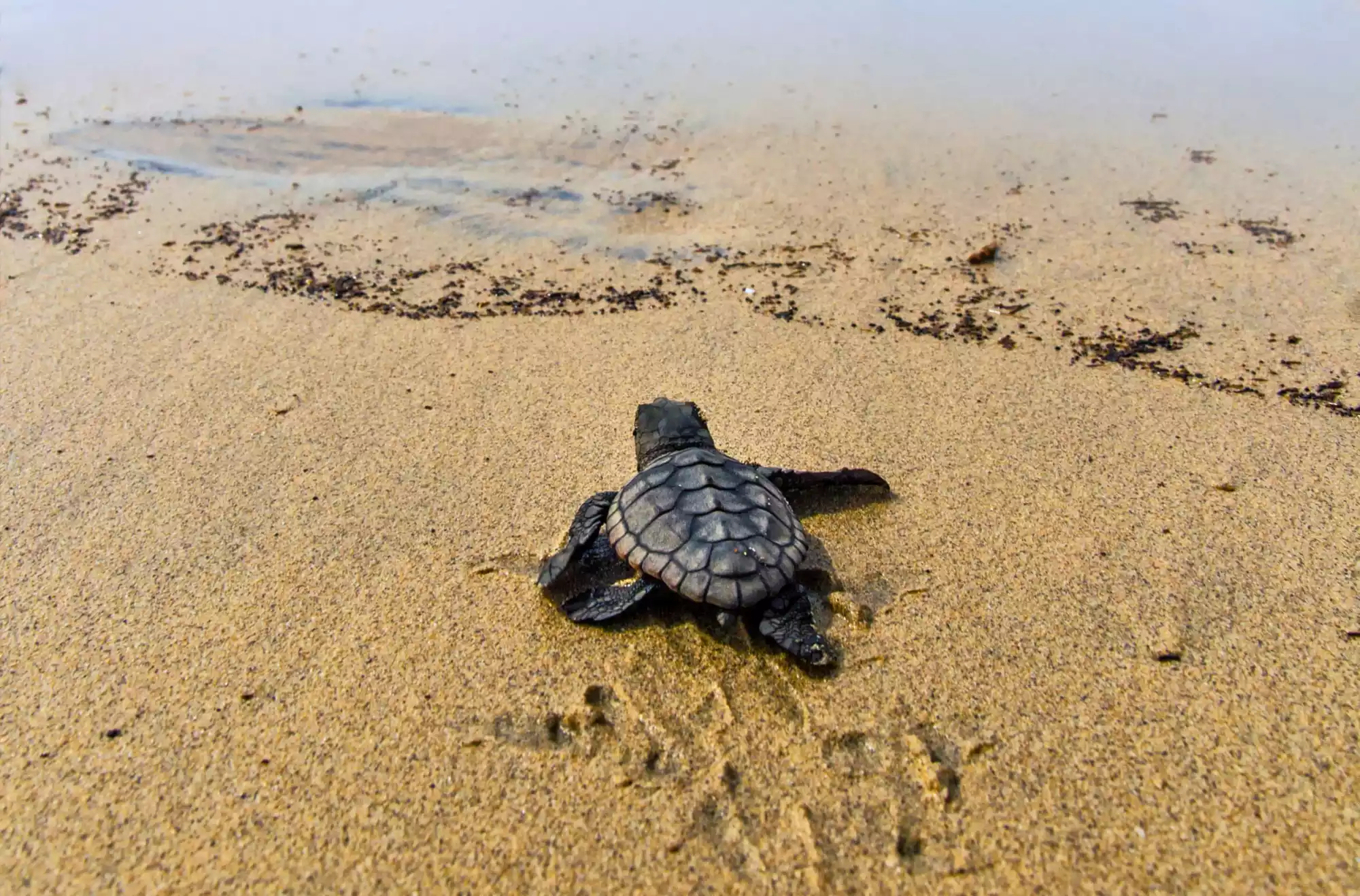 Cucciolo di tartaruga Caretta caretta sulla spiaggia calabrese mentre si dirige verso il mare