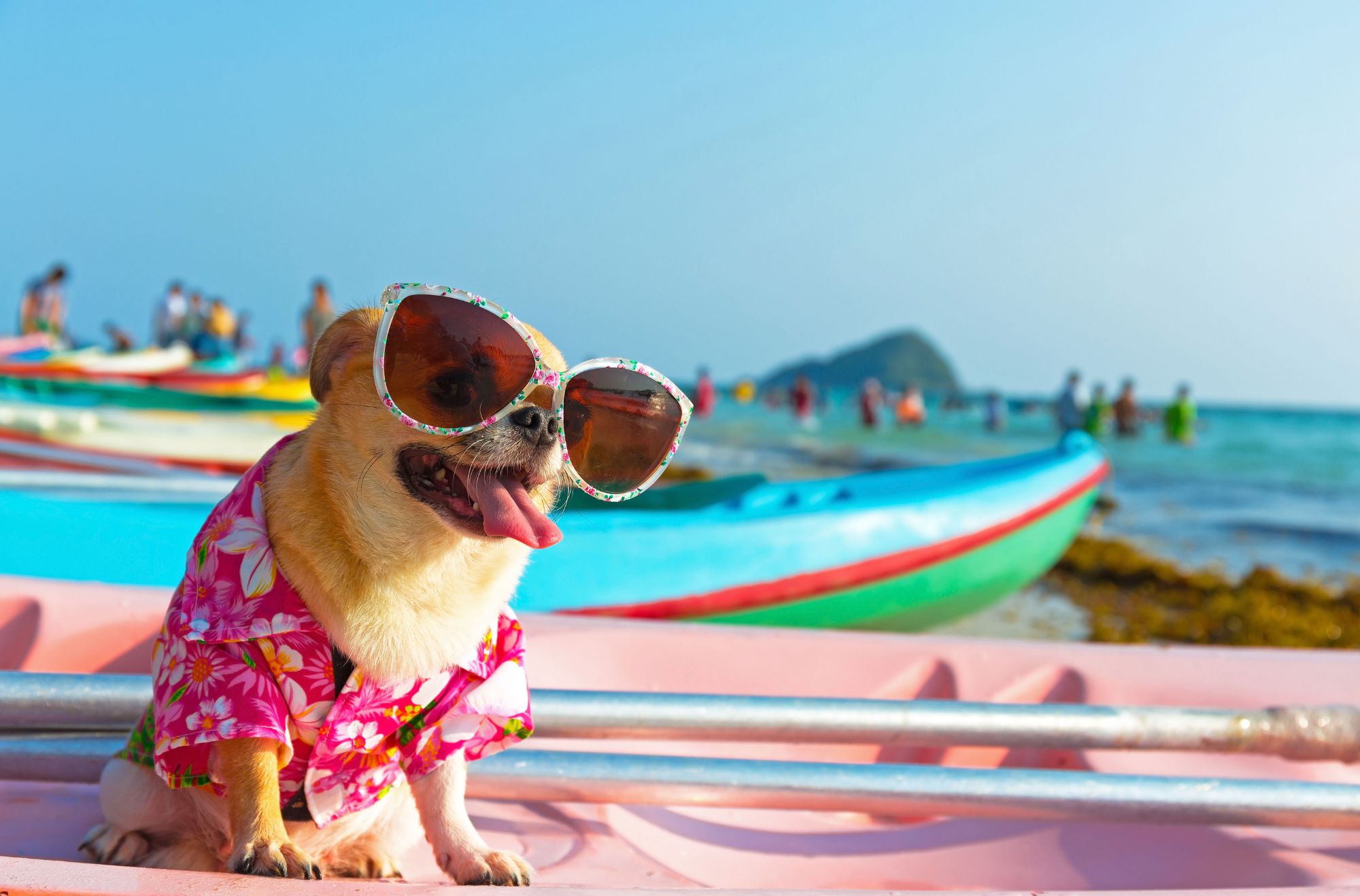 cane-occhiali-da-sole