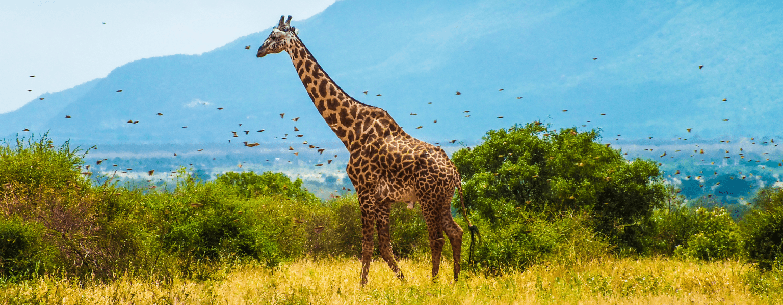Kenya