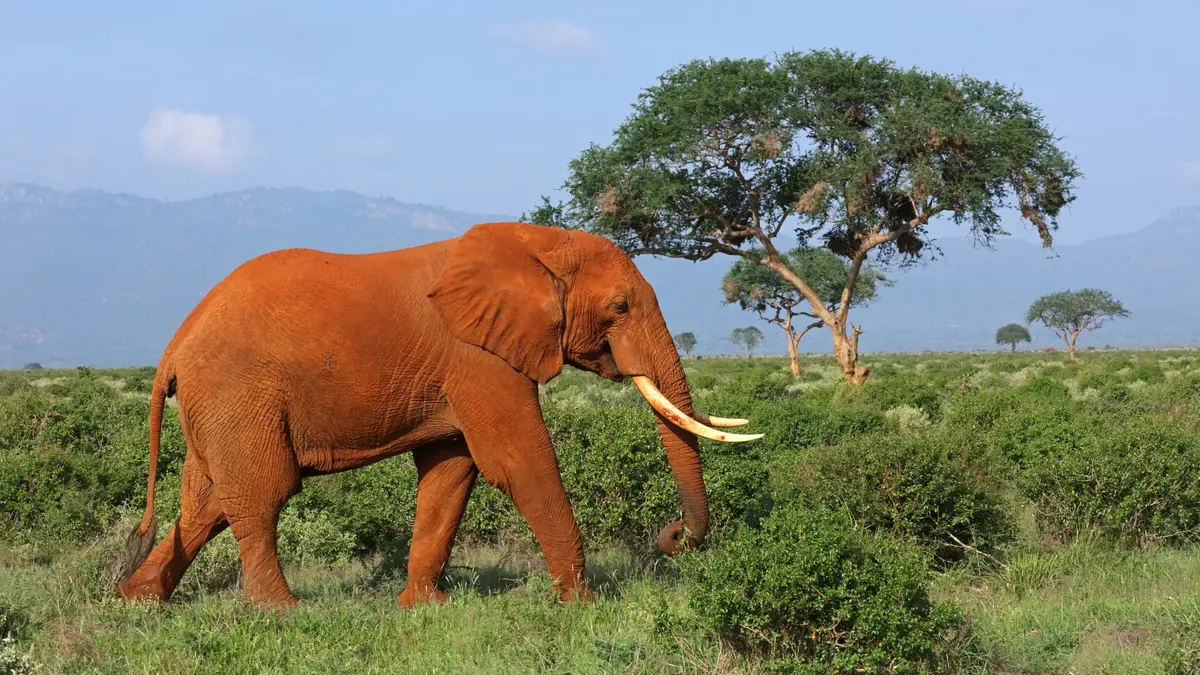 Elefante nella terra rossa del Parco Nazionale di Tsavo in Kenya