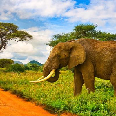 Tsavo Safari - Veraclub Crystal Bay Resort