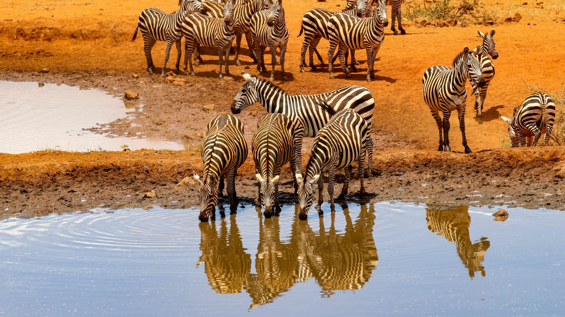 Safari Tsavo Est / Ovest + Mare