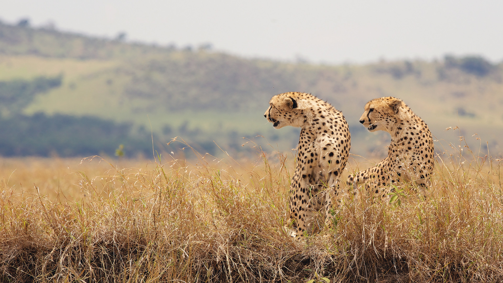 Safari Tsavo Est / Ovest + Mare