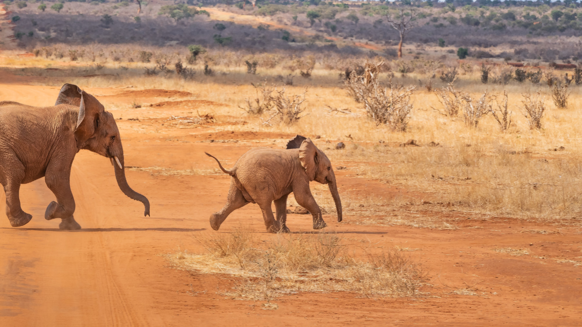 Safari Tsavo Est / Ovest + Mare