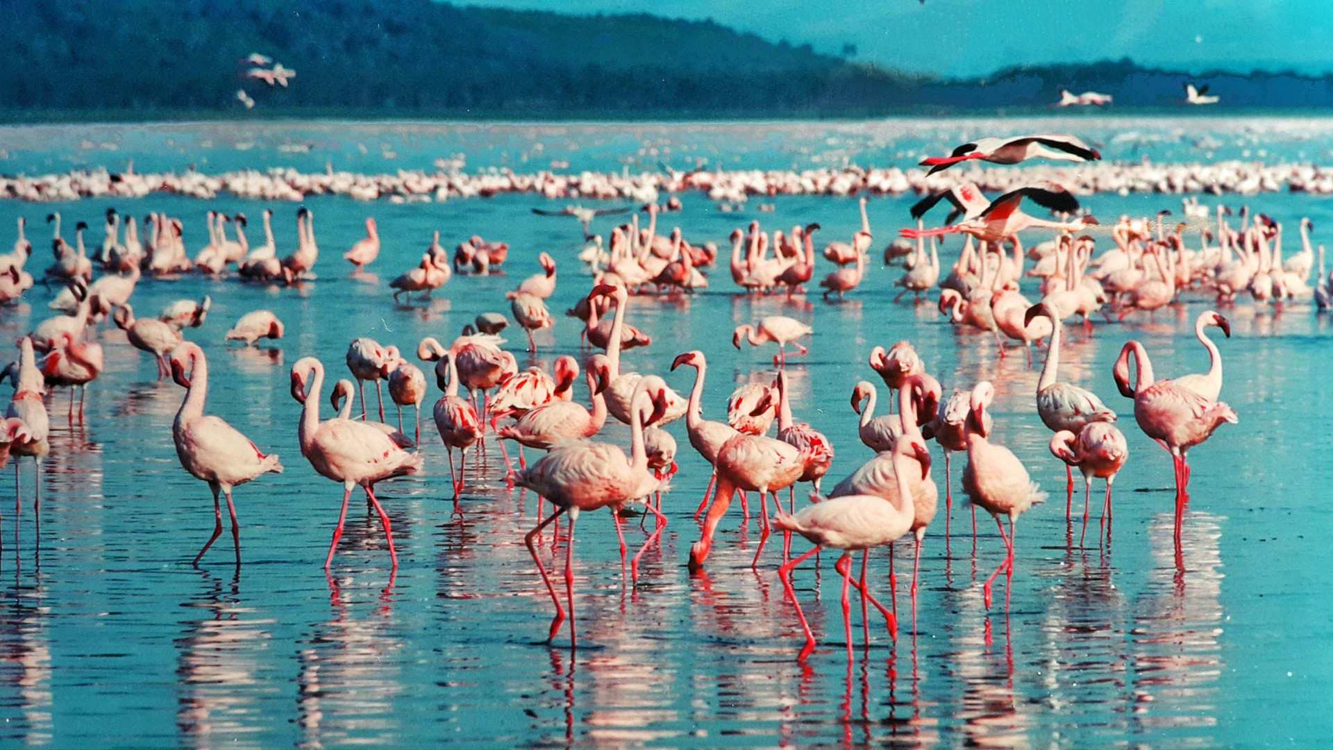 Safari Tsavo Est / Ovest + Mare