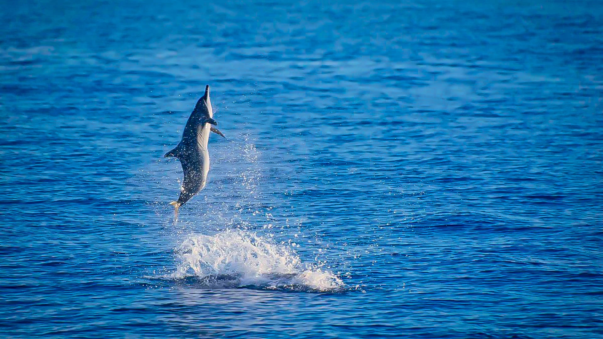 Bandos Maldives Resort