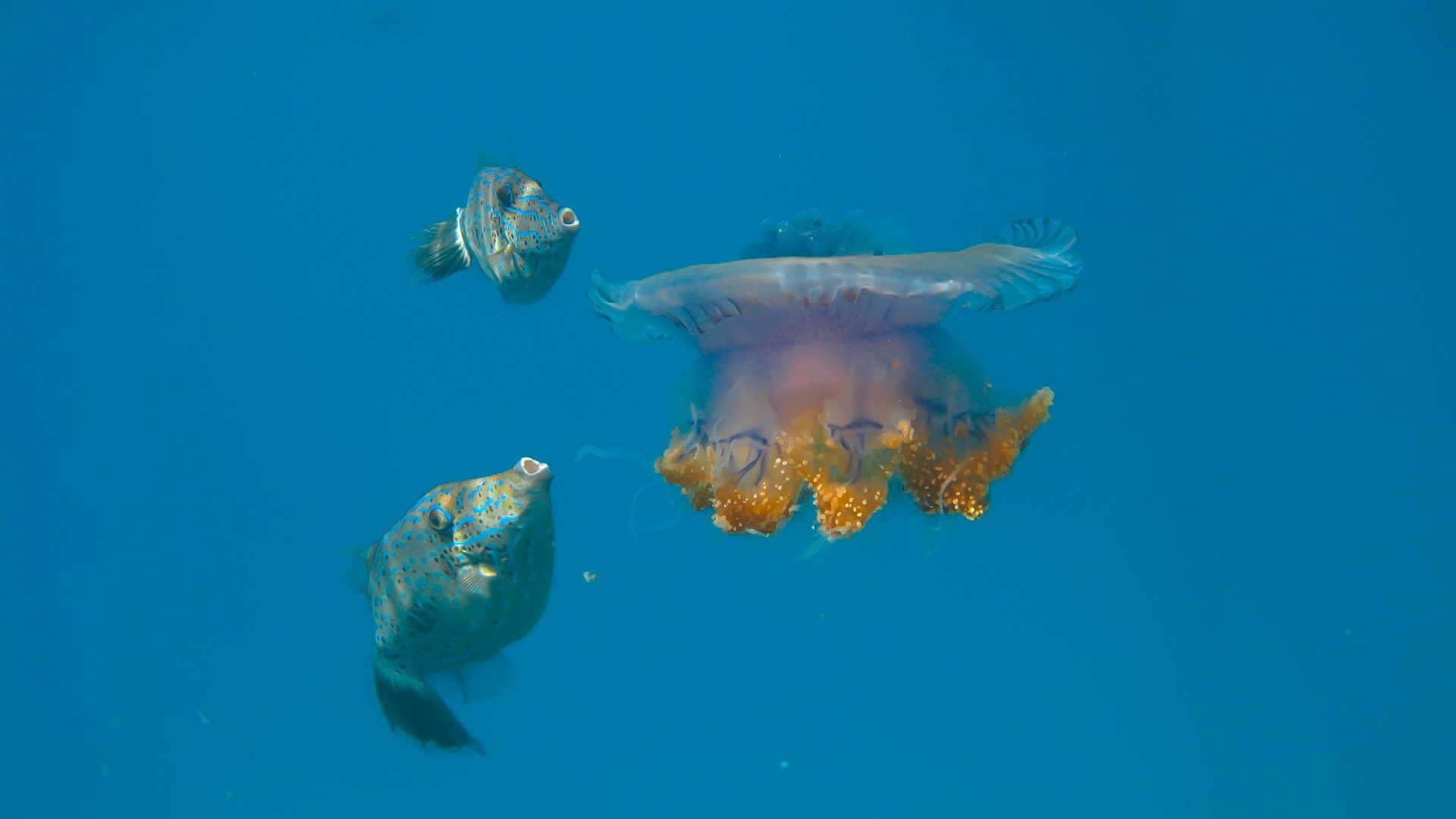 Fihalhohi Island Resort