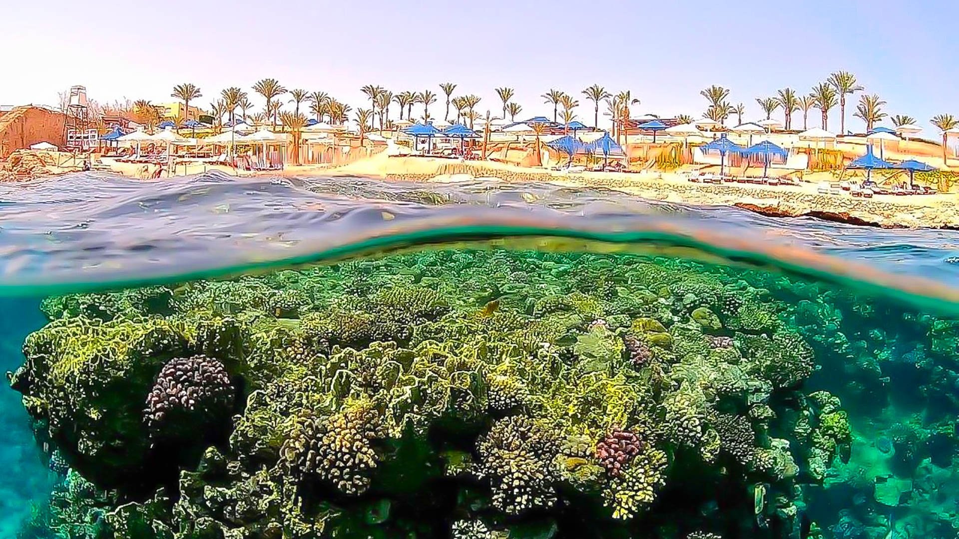 Grand Oasis Resort