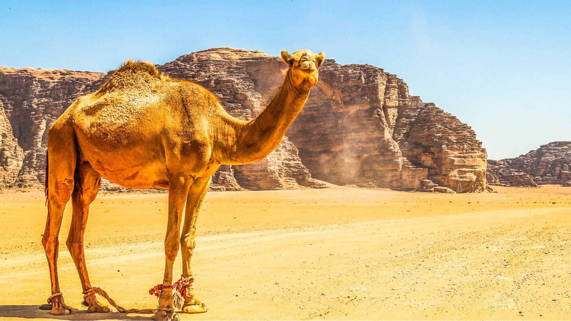 Grand Tour della Giordania