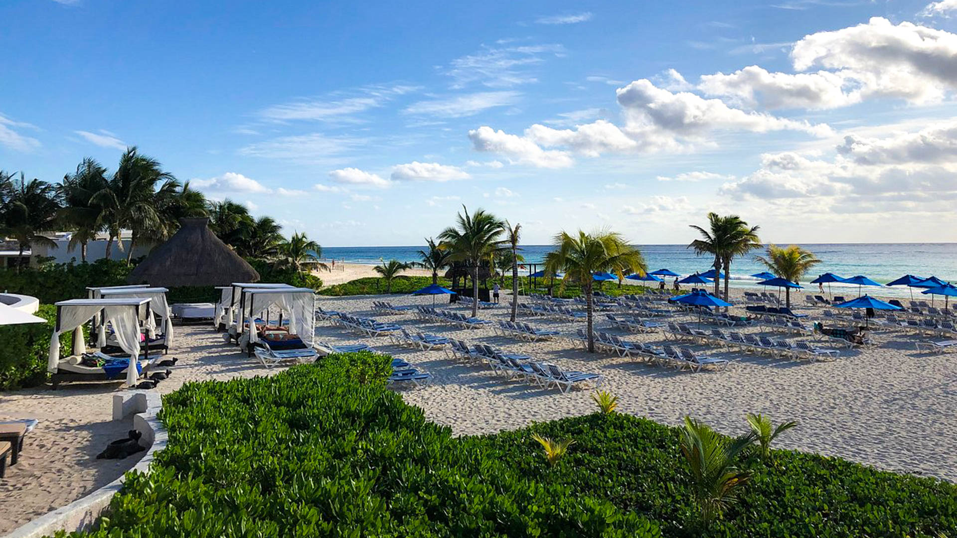 The Reef Playacar