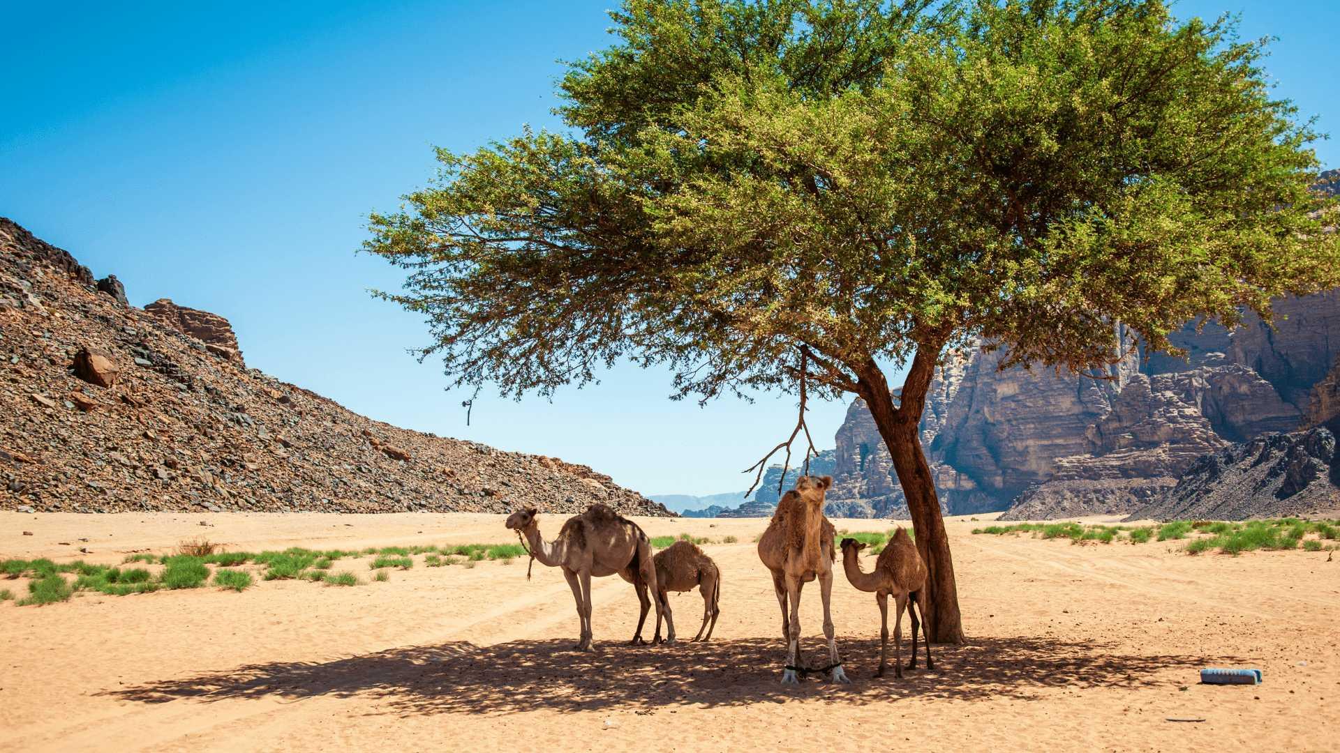 Tour Giordania La Magia Del Deserto