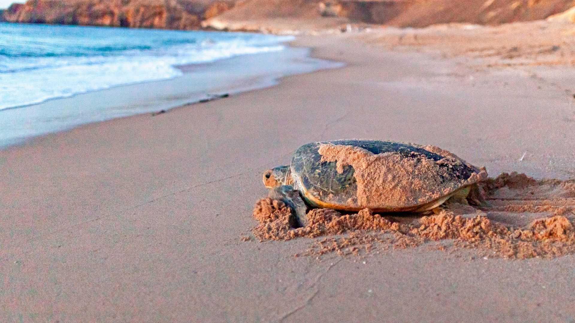 Tour Le meraviglie dell'Oman